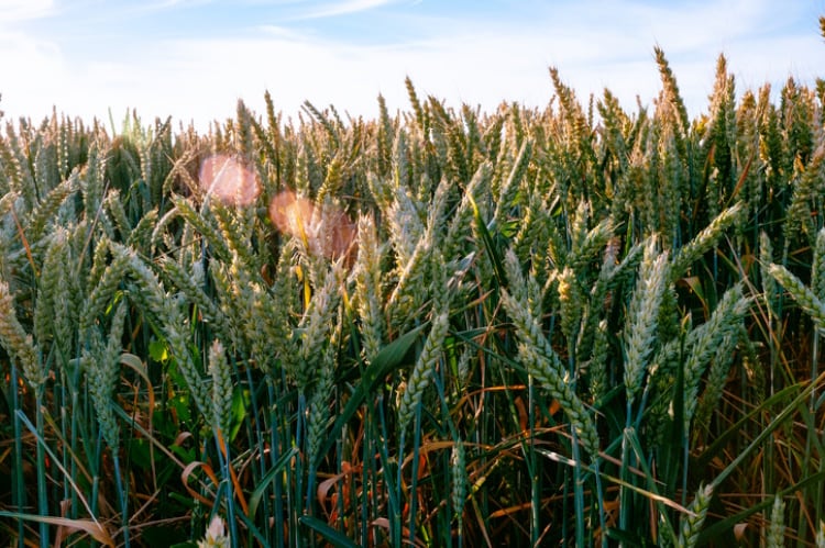 Wheat-field-in-summer-Getty-instamatics.jpg