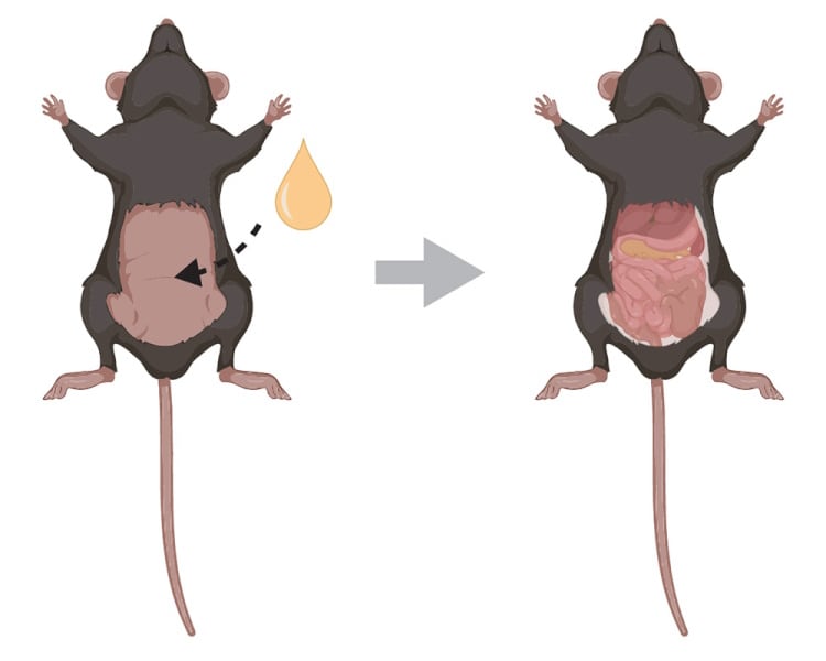 mouse-experiment-2.jpg