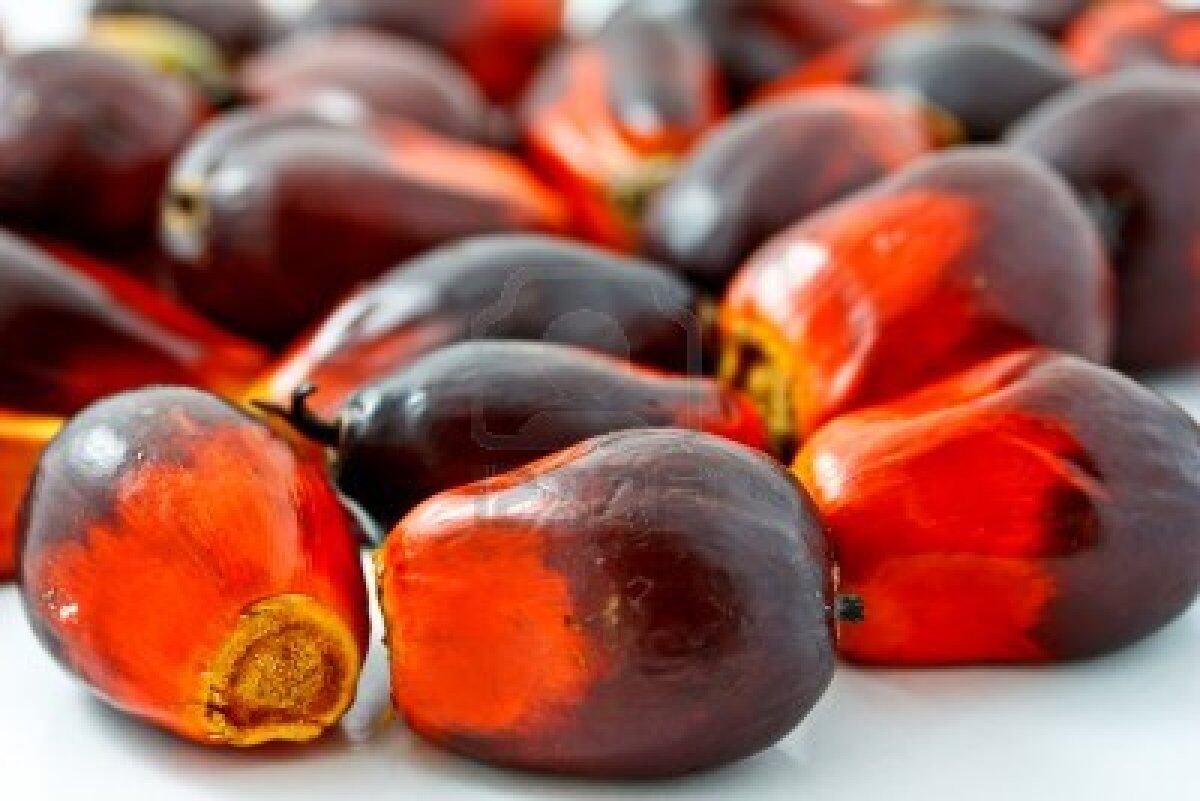 Oxfam-also-raised-concerns-over-the-sustainability-of-palm-oil-used-by-Kellogg-and-General-Mills.jpg