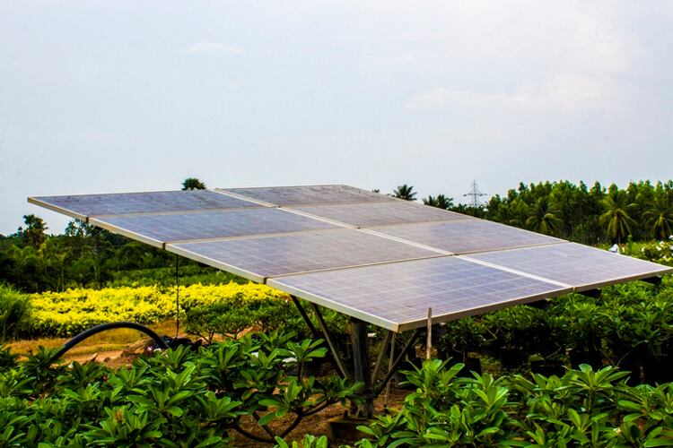 Clif Bar sets new green energy standard with pollinator-friendly solar farm