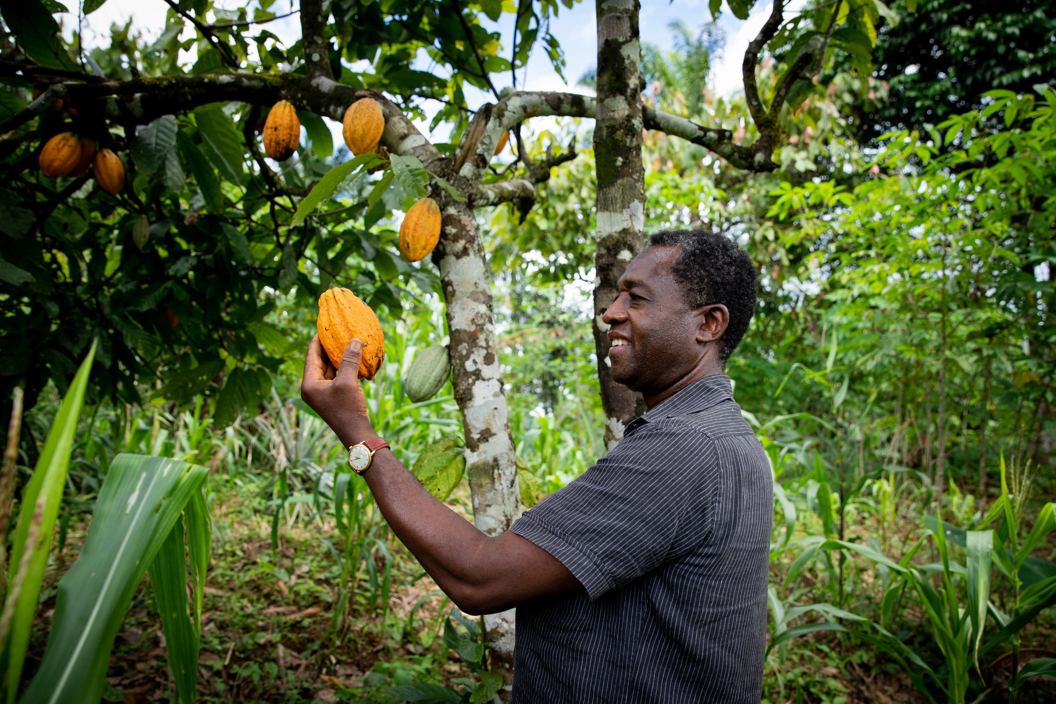 Successful African businessman looks satisfied at a cocoa bean from his plantation