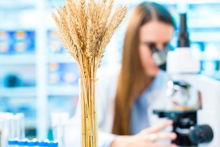 Researchers develop gluten-busting wheat