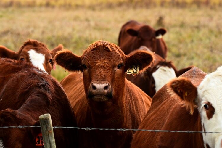 Should food with ‘heavy environmental impact’ be taxed? 