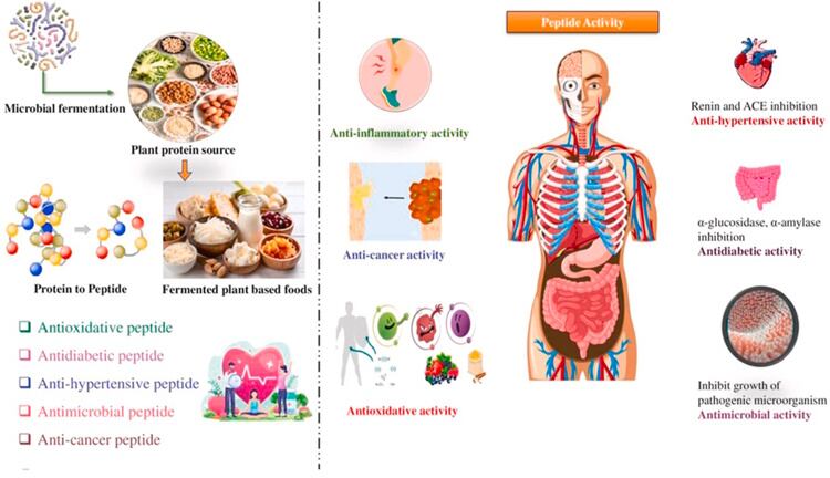 Production, characterization and bio-functional properties of multi-functional peptides from fermented plant-based foods: A review