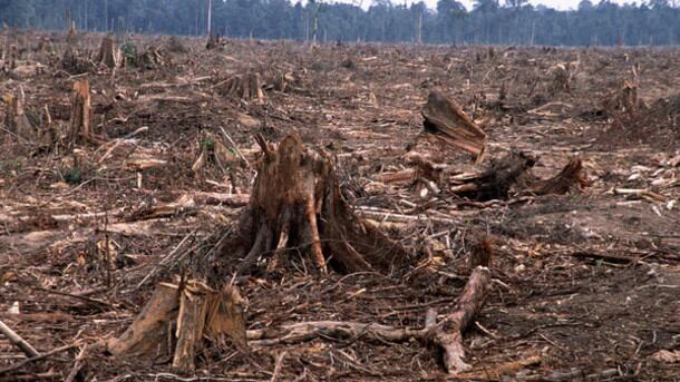 Sum-Of-Us-called-on-PepsiCo-to-consider-High-Conservation-Areas-not-just-forests.-Photo-Credit-WWF.jpg