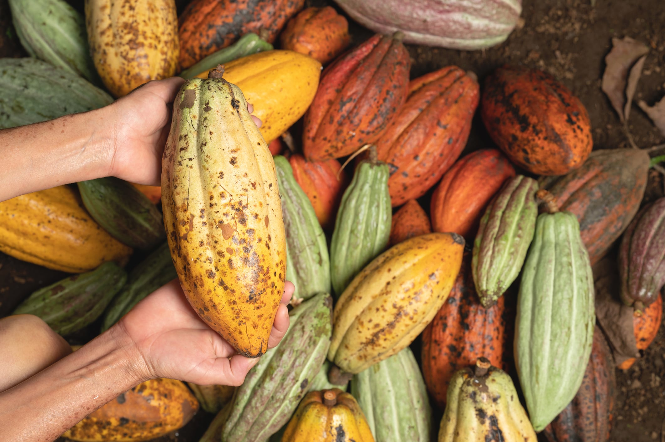 Yellow cacao pod in farmer hand on colorful plant background
