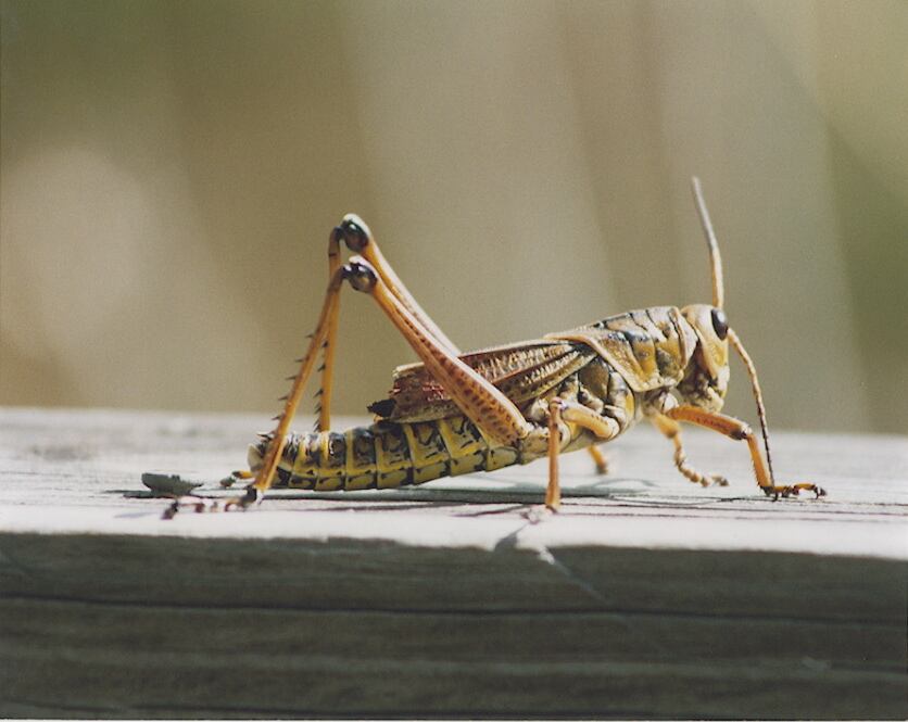 cricket_image_jpeg.jpg