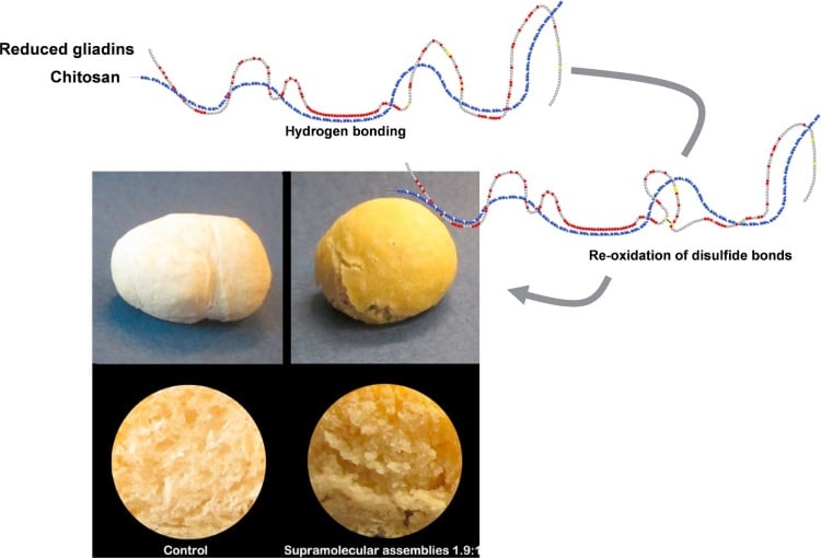Reorganisation-of-gluten-protein.jpg