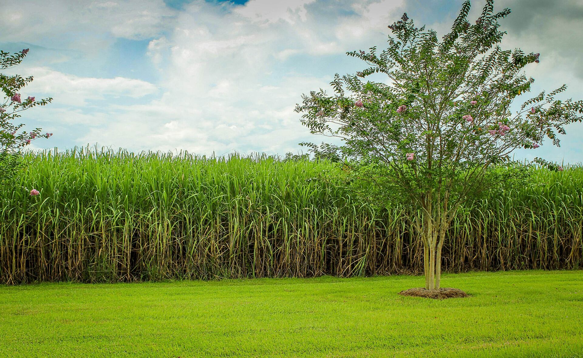 Sugar-cane-field.jpg