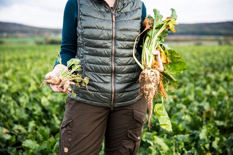 sugar-beet-fotografixx.jpg