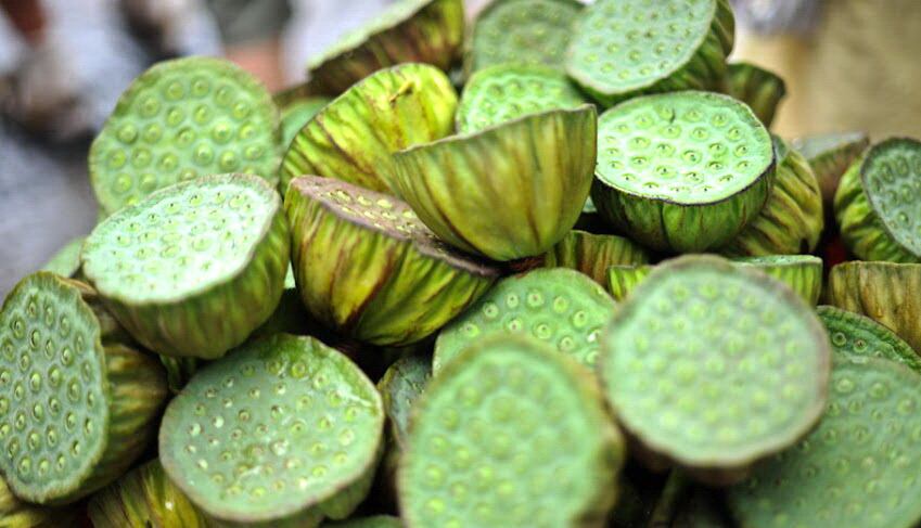 TL-lotus-farming.jpg