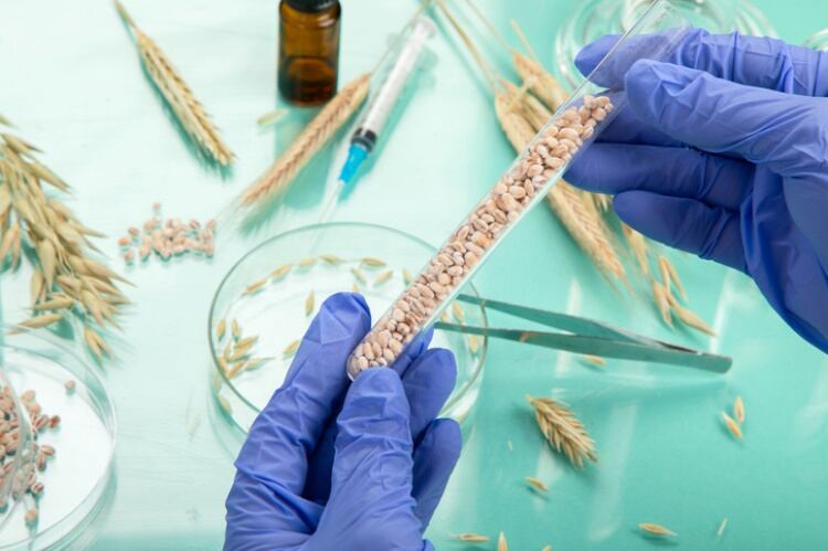 Examing-wheat-in-a-lab-Getty.jpg
