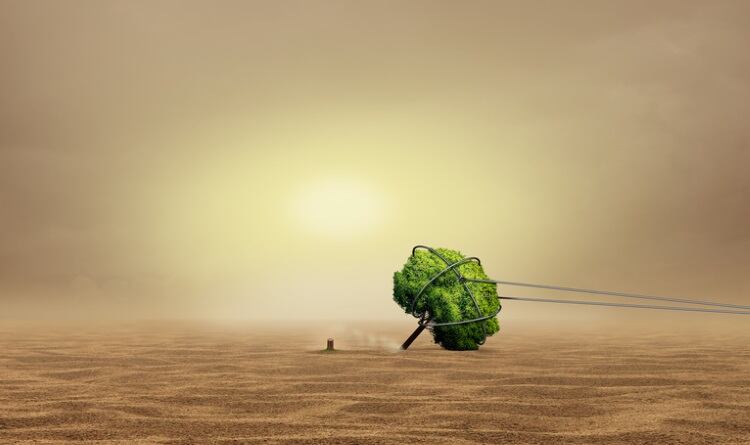 deforestation-wildpixel.jpg