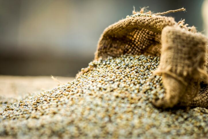Natural ‘bio-irrigation’ boosts millet yield by 900%: ‘Everything about this is positive,’ say researchers