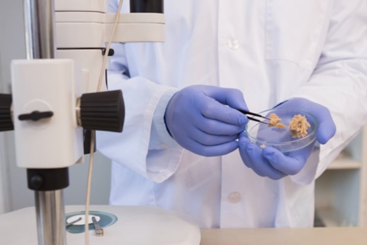 Scientist-examining-pieces-of-bread-Wavebreakmedia.jpg