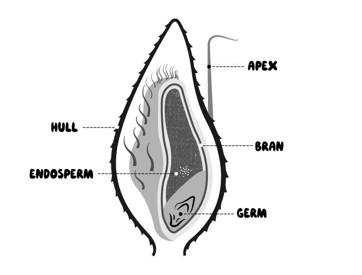 Oat-diagram-picture-Oatly.png