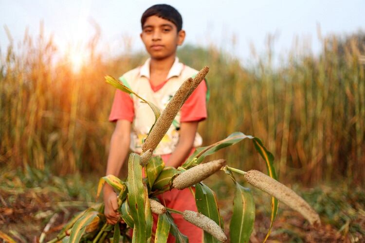 Harvesting-millets-Getty.jpg