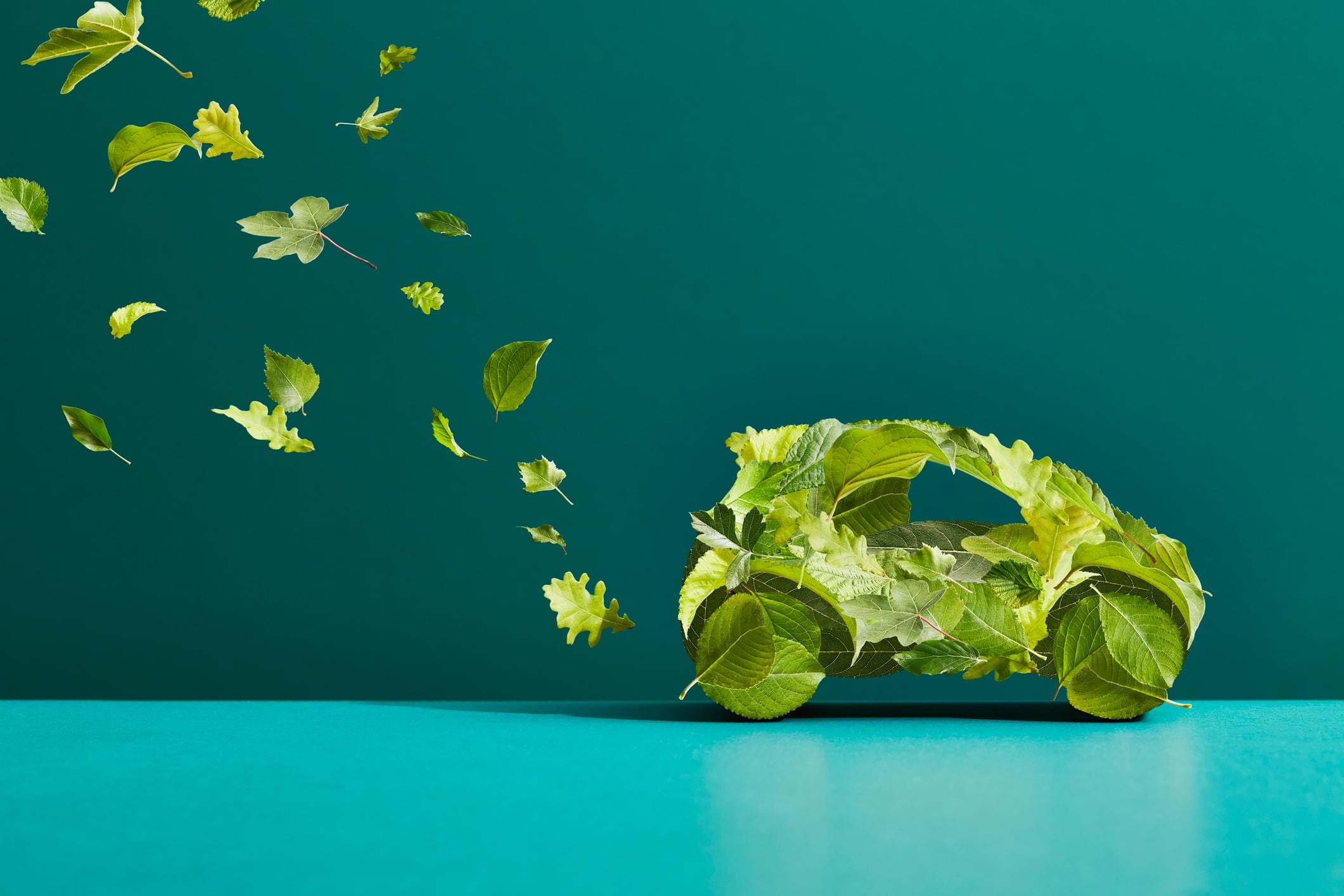 The leaves are from trees found in an English hedgerow, shot individually and composited together.
