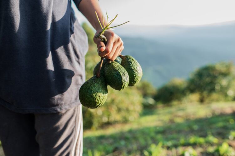 avo-farmer-Getty.jpg
