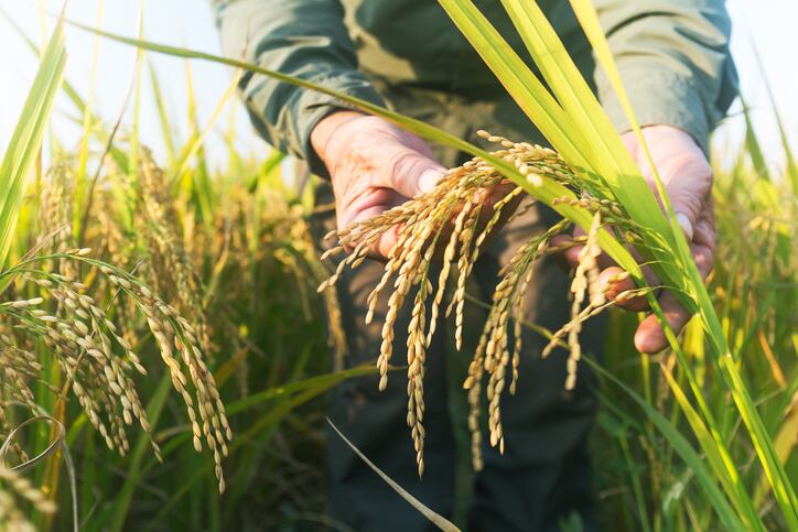 Genetically modified rice could be key to tackling food shortages caused by climate change: scientists