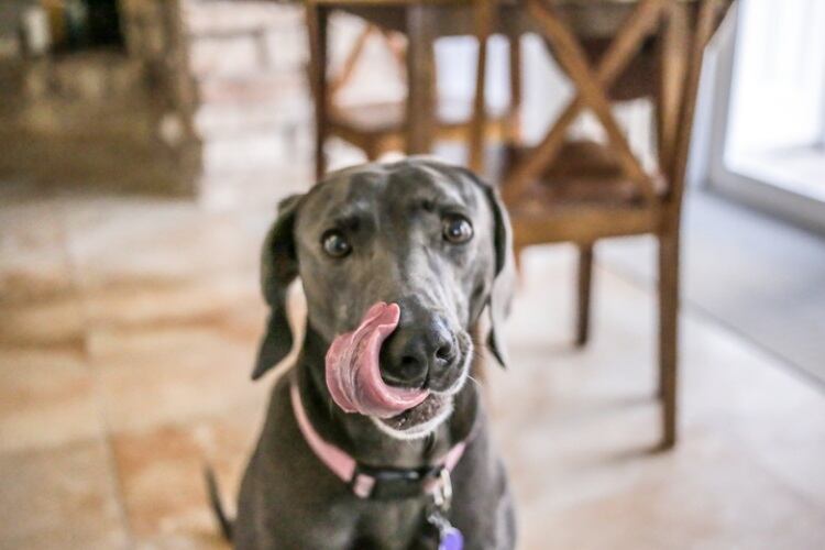 Consumer-centric Clif Bar now banks on canine snacks to drive growth