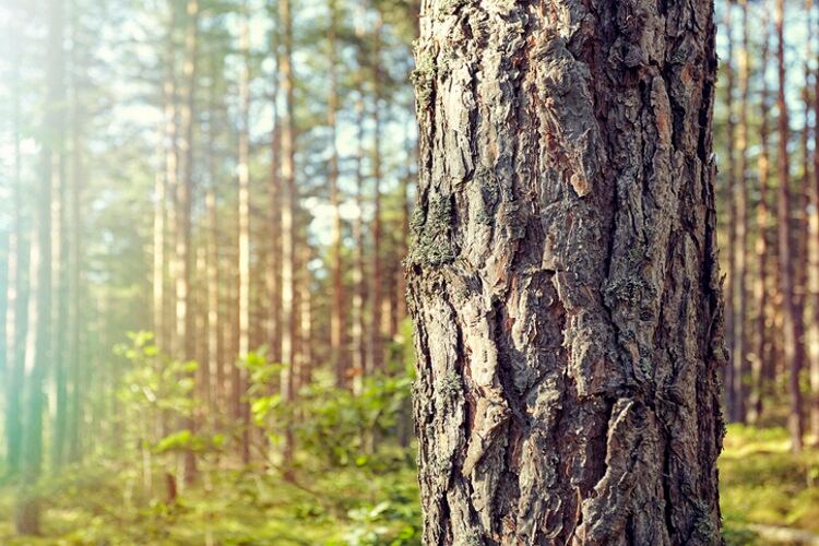 Tree-James-O-Neil.jpg