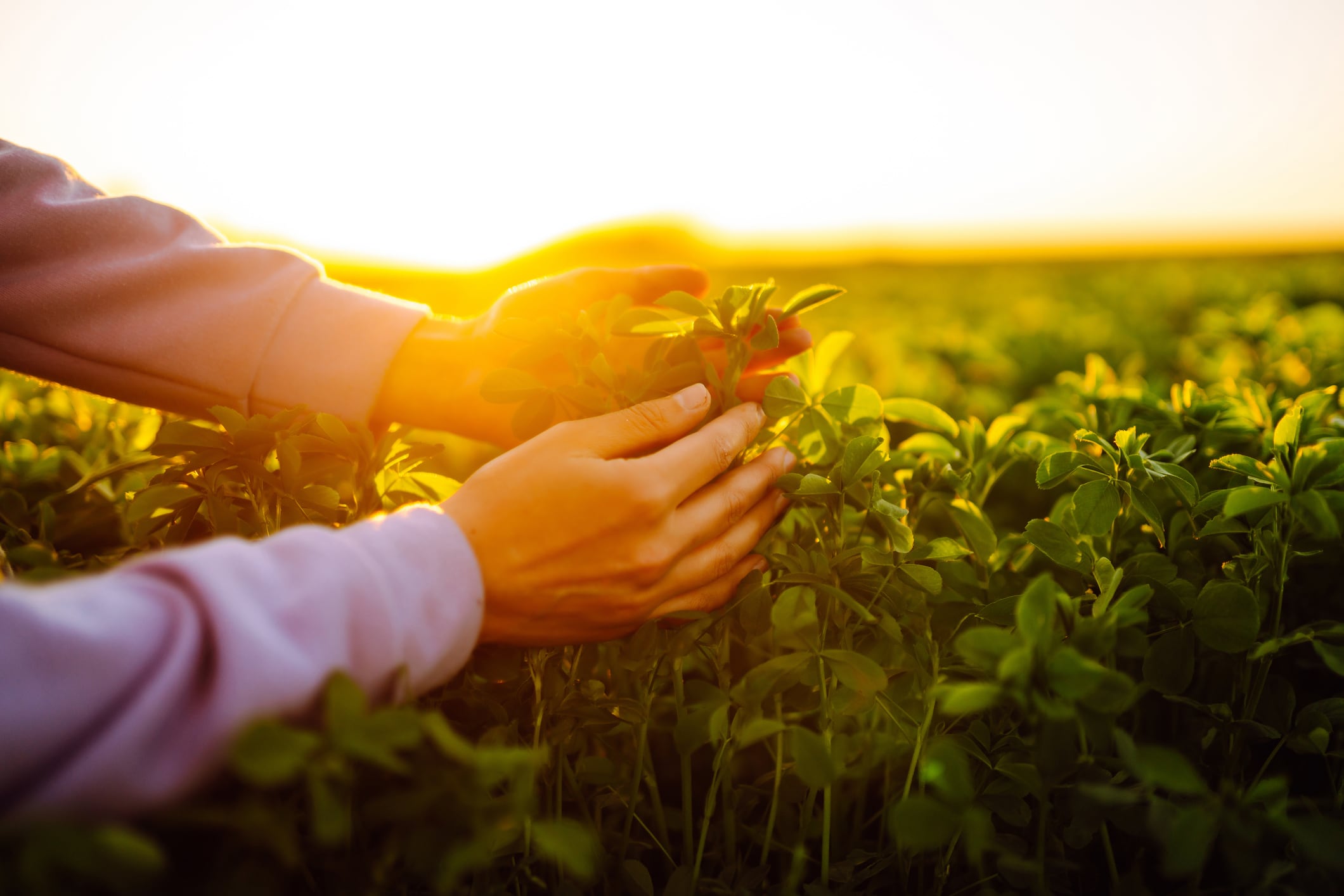Leaft Foods’ research is currently focused on the lucerne (alfalfa) plant, supplied by New Zealand farmers who plant them as part of a sustainable agricultural system.