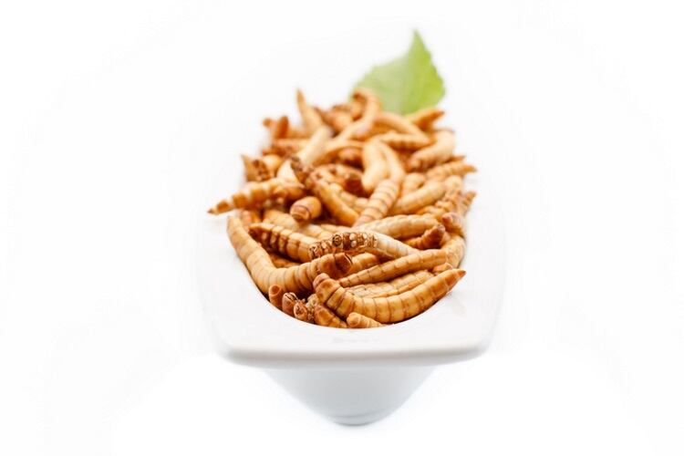 Divaks-gets-3m-boost-to-introduce-yellow-mealworm-to-the-bakery-and-snacks-sectors.jpg