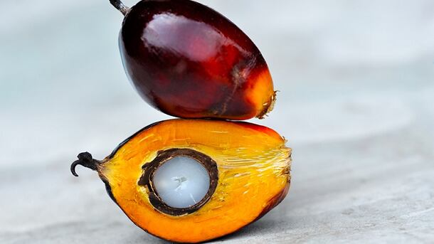 Palm-oil-Clariant.png