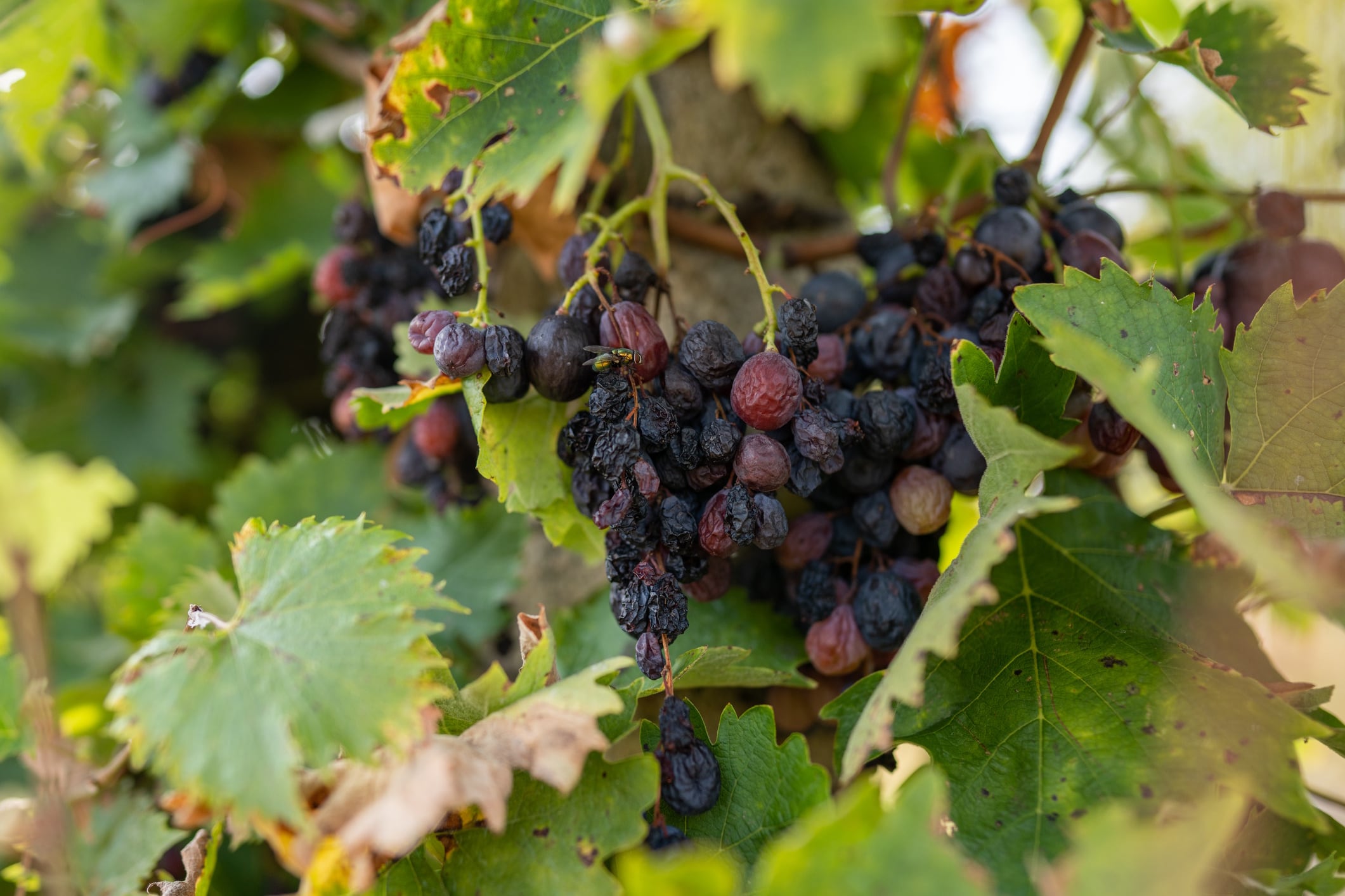 Overripe red wine grape in vineyard freemixer GettyImages