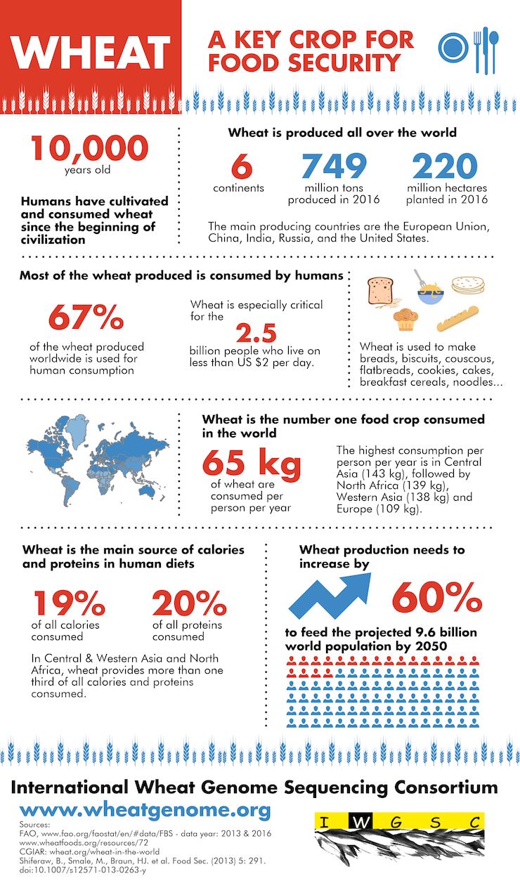 IWGSC-infographic_wheat-and-food-security_740px.png