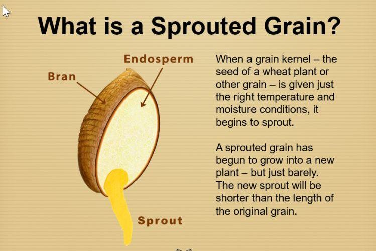 Sprouted-Grains-Whole-Grains-Council.jpg