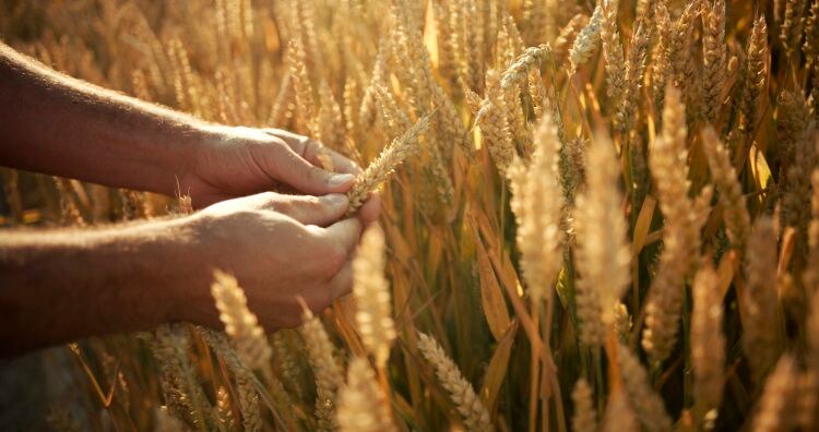 1-Harmony_wheat_hands.jpg