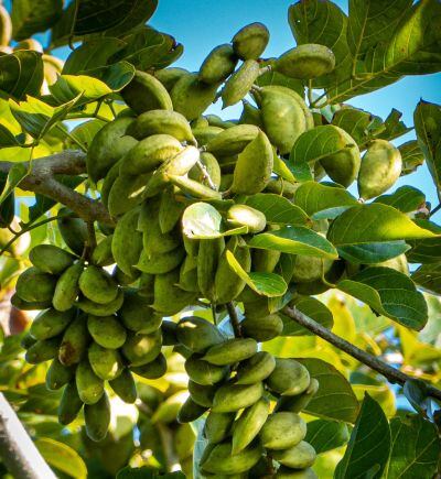 pongamia.jpg
