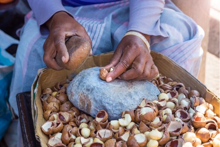 Malawian macadamia producer and other African agribusinesses to benefit from £55m funding