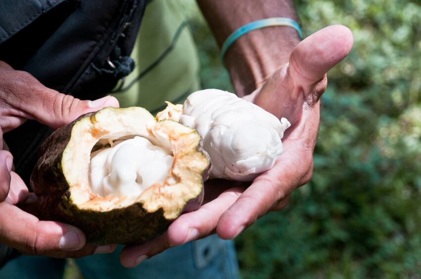 Cocoa-deforestation-and-the-chocolate-industry-Challenges-and-opportunities.jpg