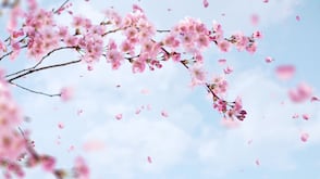 NPD: Celebrate spring with the cherry blossom-inspired snack box from Sakuraco or the return of Pringles Honey Mustard