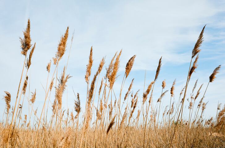 Eastern promise: why the UK’s Norfolk and Suffolk are vying to unlock their agri-tech potential
