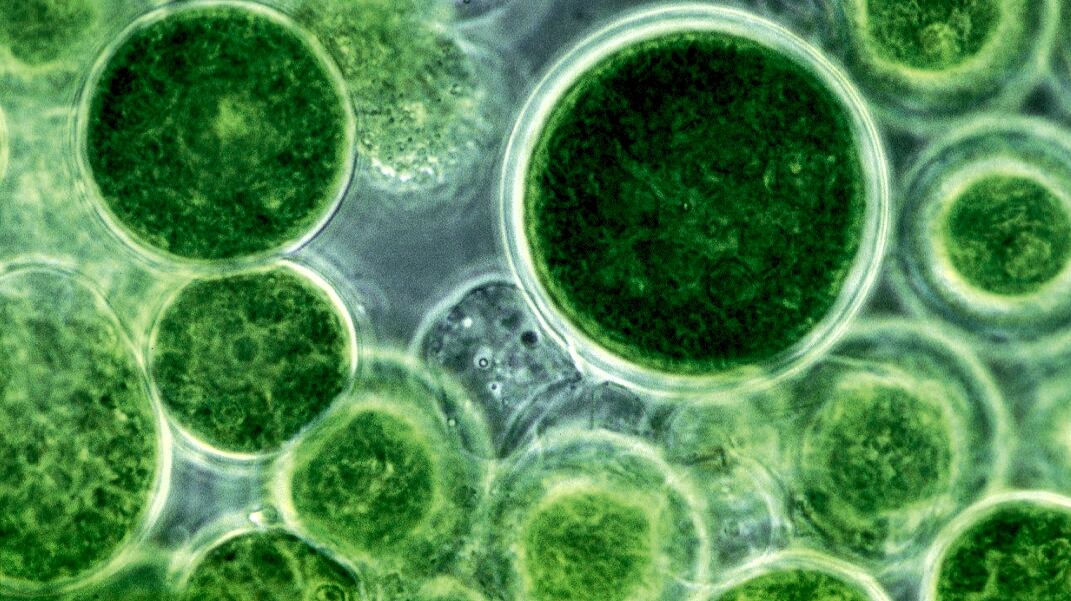 Microalgae.jpg