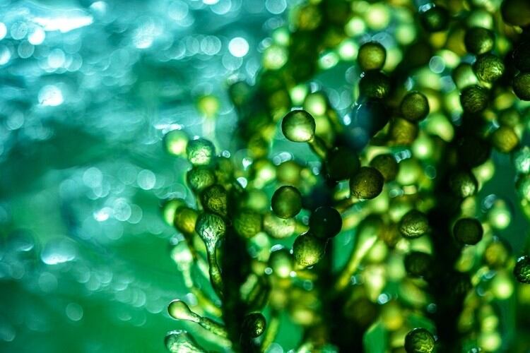 Getty-Images-greenleaf-123-microalgae-algae.jpg