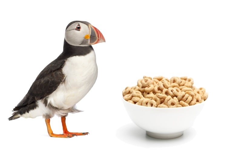 Make your meal puffin-friendly: Choose plant-based breakfast cereals