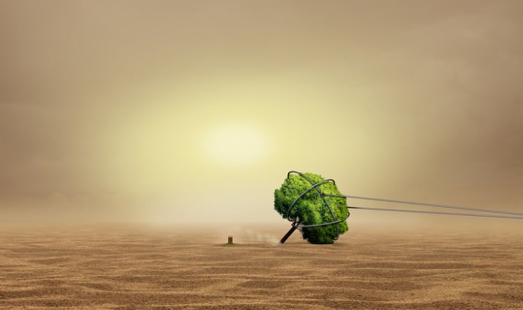 deforestation-wildpixel.jpg
