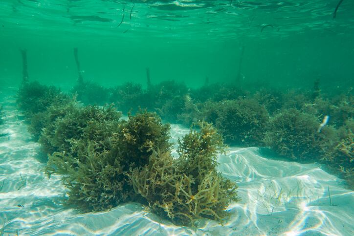 Super nutritious ‘enriched seaweed’ that can help ease global food crisis unveiled by scientists
