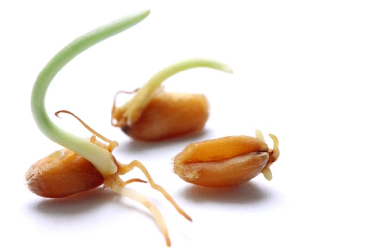 Sprouting-wheat-Getty.jpg