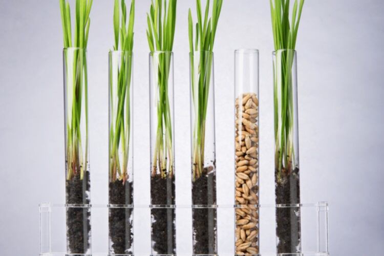 IP-focused AgTech specialist shoots for gold standard in the sprouted grains market with Awakened Flour
