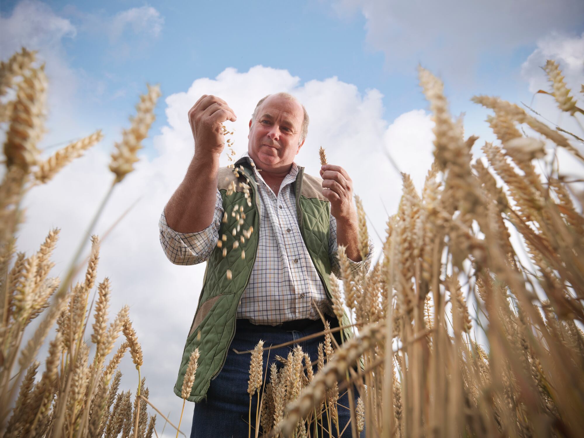 The future strategy for the European Food Safety Authority. Image: Farmer with wheat (species Triticum) in field
