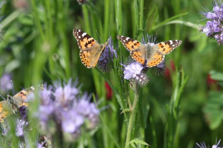 Butterfly-on-HY-flower-4.jpg