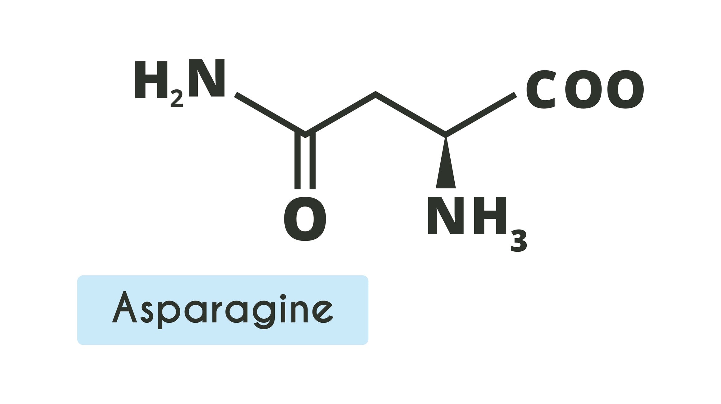 Asparagine Molecule