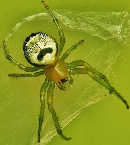 Zadie-the-spider.jpg