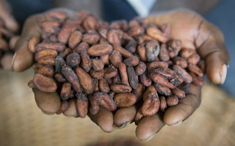Cargill reports earnings slowdown in fiscal 2019 fourth-quarter and full-year results